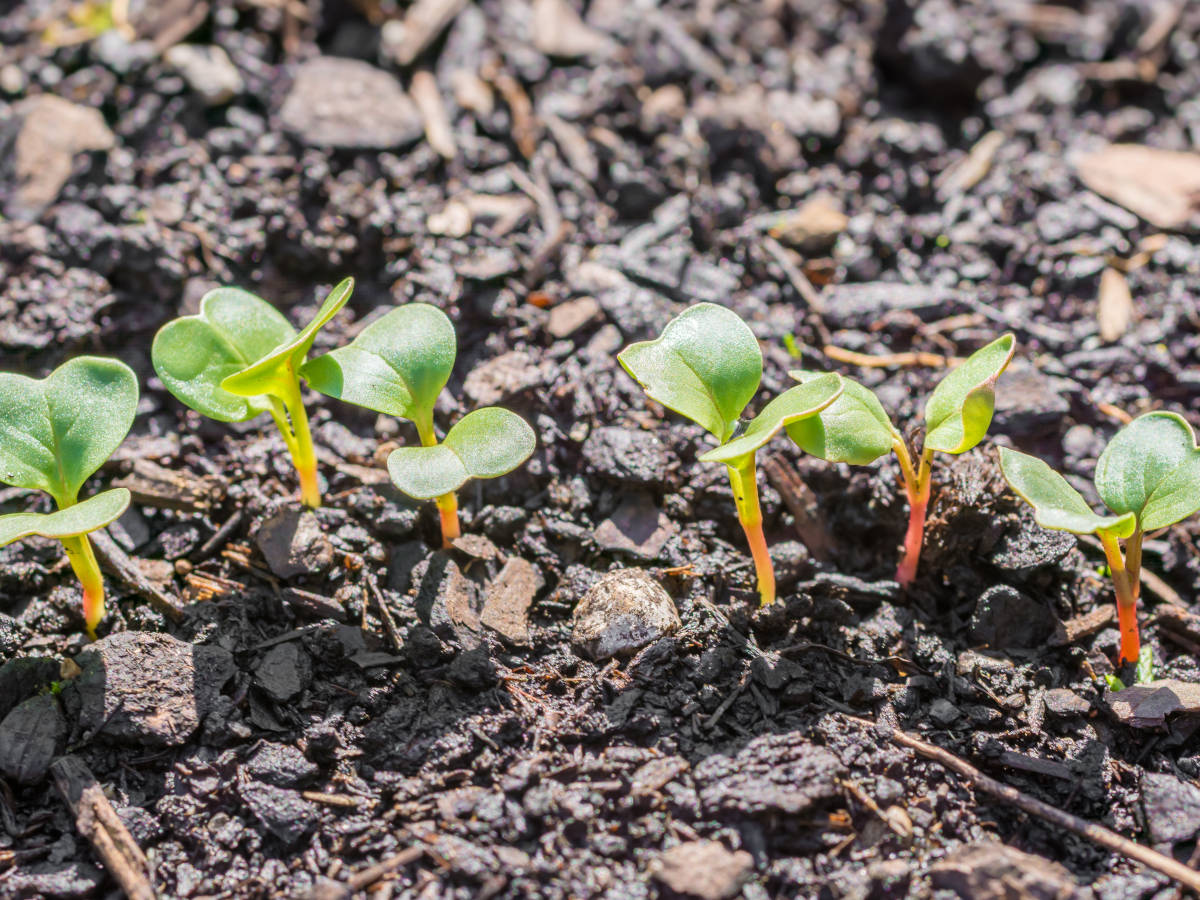 Sueño entidad Popular Las 11 mejores semillas para germinar: empieza tu huerto hoy –  HuertoyGarden.com