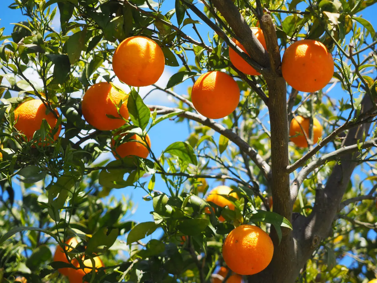 Árboles frutales: cómo tener fruta fresca todo el año – HuertoyGarden.com